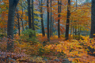 autumn in the forest