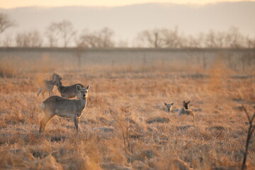 A herd of deer in the early morning in Kushiro Wetland, Hokkaido, Japan