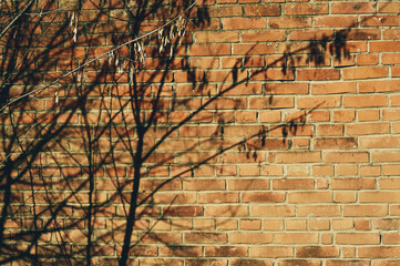 Bushes grow near the old brick wall, the shadow from the bushes falls on the wall, vintage texture
