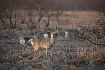Yezo deer in Kushiro Wetland looking straight ahead in the early morning in Kushiro, Hokkaido, Japan