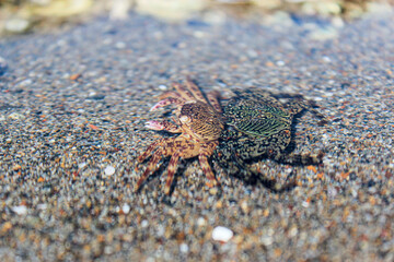 Two crab (plagusia depressa) on the beach