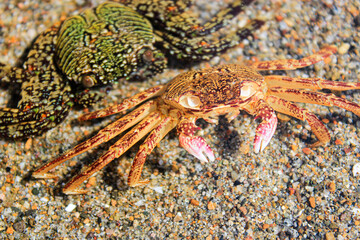 Two crab (plagusia depressa) on the sand