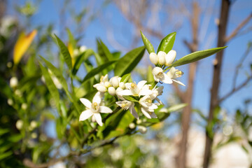 Bunch of lemon blossom flowers on tree.