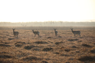 A herd of deer in the early morning in Kushiro Wetland, Hokkaido, Japan - obrazy, fototapety, plakaty