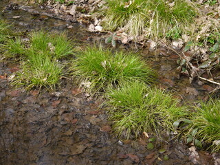 In der Natur