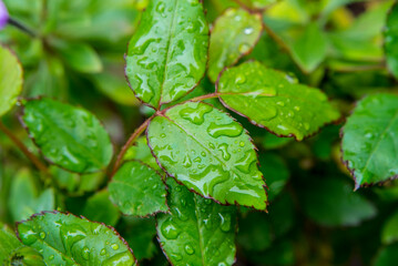 Raindrops on green leaves of daisies