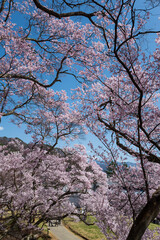 陽光に映える天下第一満開の高遠のタカトオコヒガンザクラ