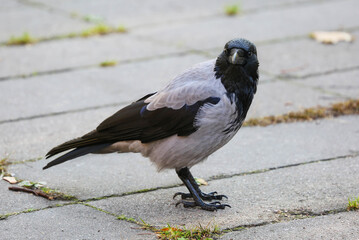 Hooded crow. In the very west of Europe, this widespread species of corvids is absent