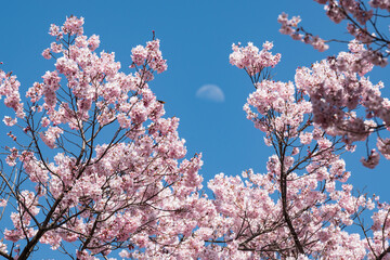 陽光に映える天下第一満開の高遠のタカトオコヒガンザクラと月