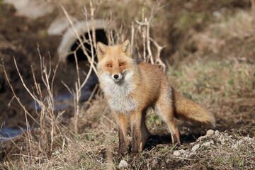 Red fox staring at the front