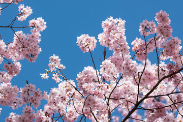 陽光に映える天下第一満開の高遠のタカトオコヒガンザクラ
