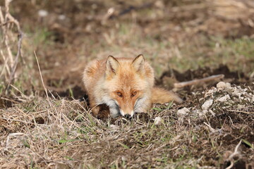 Naklejka na ściany i meble Red fox sitting and staring at the front
