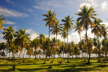 Fototapeta premium Republica Dominicana palmeras playa