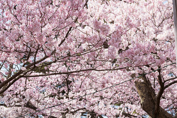 陽光に映える天下第一満開の高遠のタカトオコヒガンザクラ