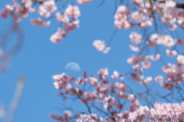 陽光に映える天下第一満開の高遠のタカトオコヒガンザクラと月