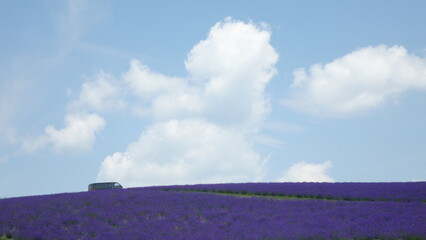 lavender field