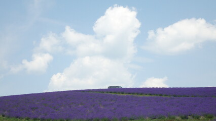 Fototapeta premium lavender field