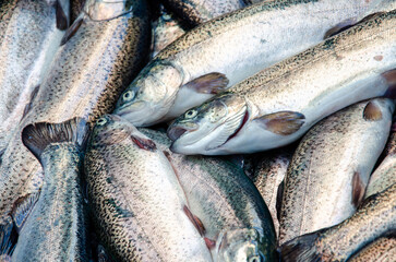 Trout. Trout background. Healthy eating trout fish. Photo on fish production.