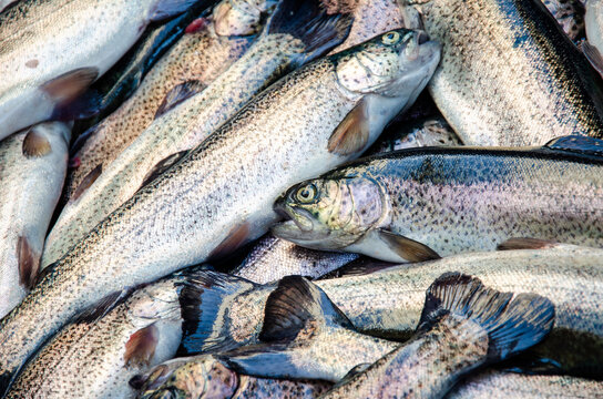 Trout. Trout background. Healthy eating trout fish. Photo on fish production.