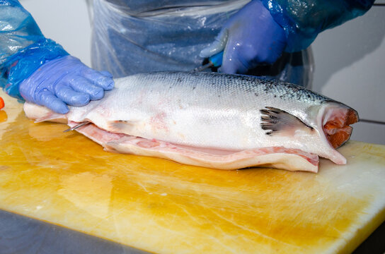 salmon. A man cuts a salmon fish. Healthy eating red salmon fish. Photo on fish production.
