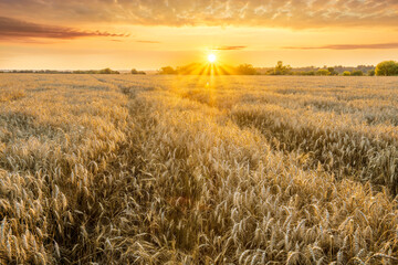 Obraz premium Amazing view at beautiful summer golden wheaten field with beautiful sunny sky on background, rows leading far away, valley landscape