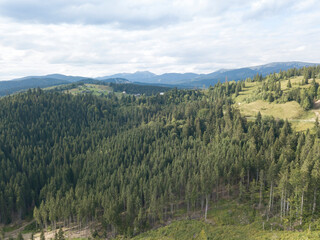 Obraz premium Green mountains of Ukrainian Carpathians in summer. Coniferous trees on the slopes. Aerial drone view.