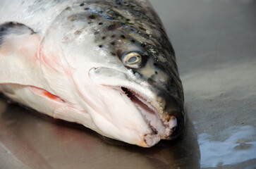 Red salmon fish. Salmon carcass on the table. Healthy eating red salmon fish. Photo on fish production.