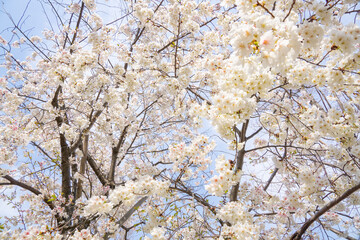 満開のサクラと青空