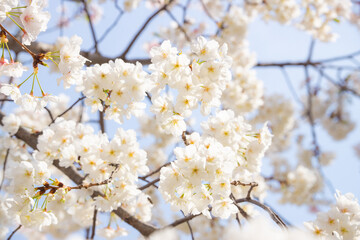 満開のサクラと青空