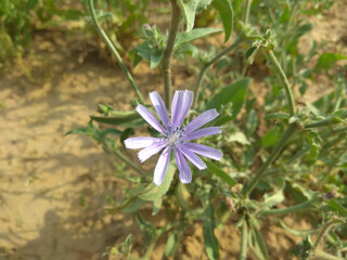 Selective focus on light purple coloured flower of grass 