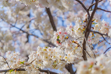 満開の桜