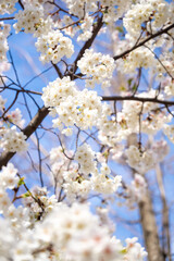サクラと快晴の空