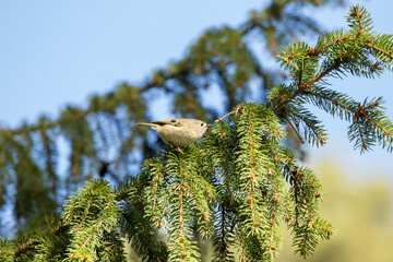 Tiny songbird goldcrest, Regulus regulus  standing on a spruce branch and looking for food