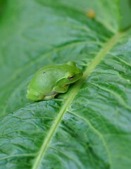 シュレーゲルアオガエル