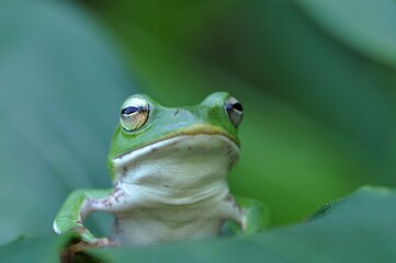 シュレーゲルアオガエル