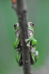 シュレーゲルアオガエル