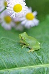 シュレーゲルアオガエル