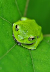 シュレーゲルアオガエル