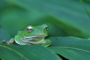 シュレーゲルアオガエル