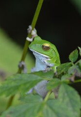 シュレーゲルアオガエル