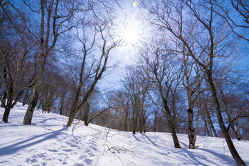 冬の樹林帯に差し込む光