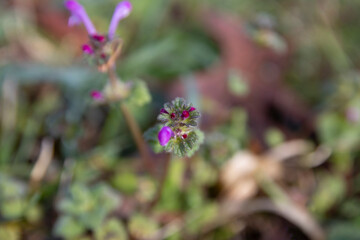 Henbit Spring Wildflower