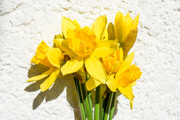 Fresh yellow narcissus on white background with shadow