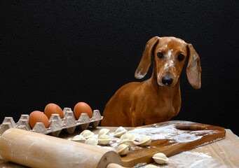 Dachshund hunting dog sits at a table stained with flour while cooking homemade dumplings and looks...