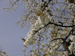 In der Natur