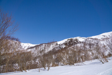 雪景色と樹林帯