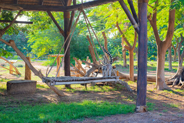 a lot of beautiful lemur lives in the zoo © Vyacheslav