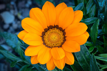 Gazania fiore