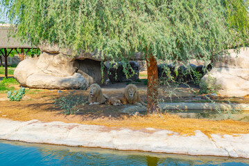 several lions are resting under a tree in the zoo