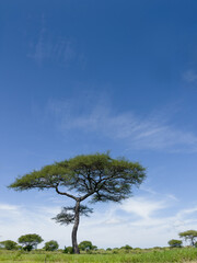 Lonely tree with beautiful wide-angle bright blue sky. Tarangire National Park, Tanzania's Manyara...